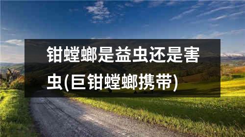 钳螳螂是益虫还是害虫(巨钳螳螂携带)