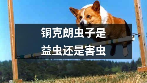 铜克朗虫子是益虫还是害虫