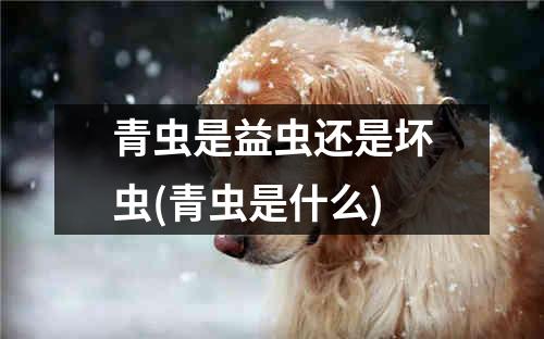 青虫是益虫还是坏虫(青虫是什么)