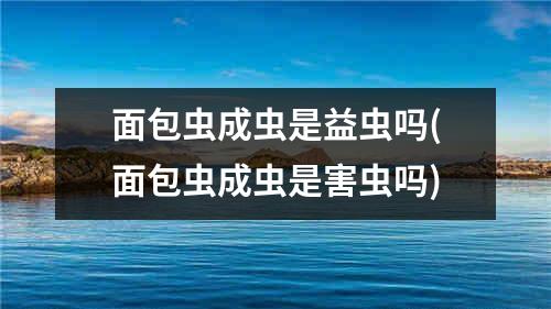 面包虫成虫是益虫吗(面包虫成虫是害虫吗)