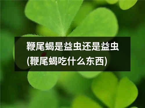 鞭尾蝎是益虫还是益虫(鞭尾蝎吃什么东西)