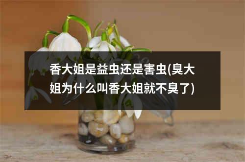 香大姐是益虫还是害虫(臭大姐为什么叫香大姐就不臭了)