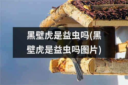 黑壁虎是益虫吗(黑壁虎是益虫吗图片)