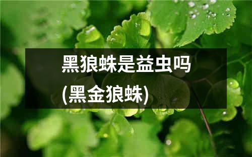 黑狼蛛是益虫吗(黑金狼蛛)