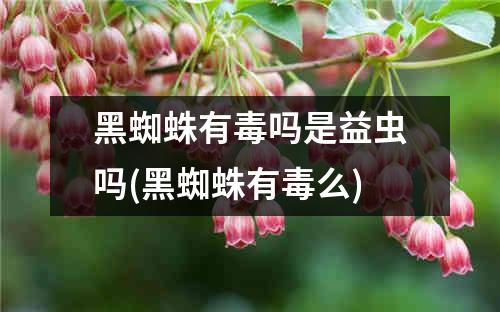 黑蜘蛛有毒吗是益虫吗(黑蜘蛛有毒么)